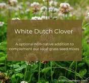 White Dutch Clover