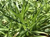 Anthoxanthum odoratum (4") | Vanilla Sweet Grass (4")