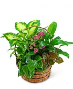 DISH GARDEN PLANT