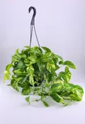 GOLDEN POTHOS