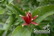 Calycanthus Occidentalis Spice Bush 1 Gal
