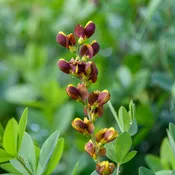 Baptisia x 'Honey Roasted' (False Indigo)