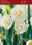 Narcissus Cheerfulness