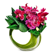 AF 175-12  Phalaenopsis Orchid Designer Floral Arrangement
