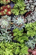 Cactus & Succulents