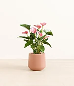 Anthurium Livium