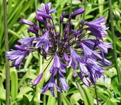 Agapanthus 'Storm Cloud'