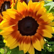Yellow and Red Ring of Fire Sunflowers