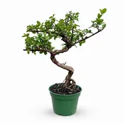 Chinese Sweet Plum in 4" Pot - Pre Bonsai