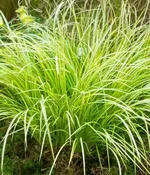 Acorus Ogon