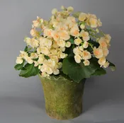 Blooming seasonal Plant