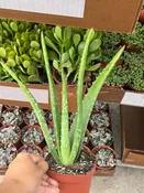 4” Aloe Vera Bulk 10 Pots – Live Indoor Plant (Case of 10 Pots)