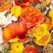 Designer's Choice - Warm Amber Tones