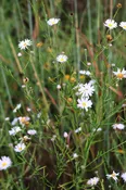 Aster, False