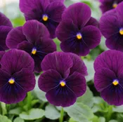 606 Viola Sorbet XP