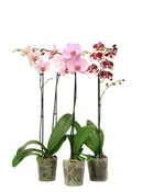 5in Orchid Asst in Grower Pot 18/pk *No Caretag*
