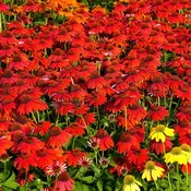 Echinacea 'Sombrero Salsa Red'