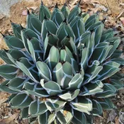 Agave ferdinand regis