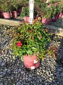 Paint the Town Shrub Rose