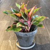Aglaonema Ruby