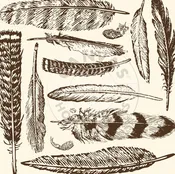 Boots & Saddle: Chocolate and Ivory Large Feathers Paper
