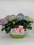 Hydrangea Tin
