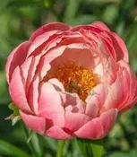 Peony 'Coral Charm' Bare Root — Gardenwerks
