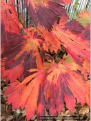 Acer japonicum 'Yama Kagi', Japanese Maple