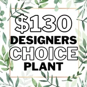 Designer's Choice Plant - $130