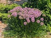 Allium 'Millennium' - ready after Sept 1
