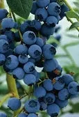 BLUERAY BLUEBERRY