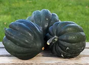 Squash Winter – Table Queen Acorn