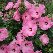 Airbrush Effect Rose Mallow (Hibiscus airbrush ‘Effect’) – 2 gallon