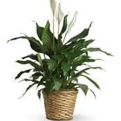 Simply Elegant Spathiphyllum Large