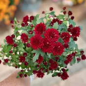 5.25" Red Annual Mum