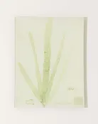 #4 Seaweed (CLXV) Tray