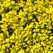 Allysum, Mountain Gold