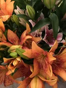 Asian Lilies