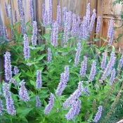 Agastache foeniculum ‘Blue Fortune’  – Blue Fortune Giant Hyssop
