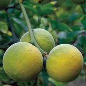Flying Dragon Citrus Tree