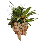10″ Dish Garden Planter