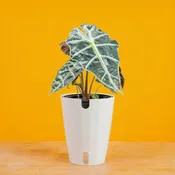 Alocasia Polly | medium