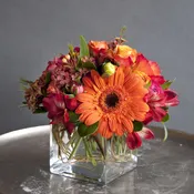 Orange Delights