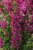 ANGELONIA – ARCHANGEL RASPBERRY