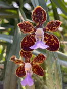 Papilionanda Motes Rajah Varuna — Motes Orchids