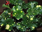 Farfugium japonicum 'Aureomaculatum' 'Leopard Ligularia'