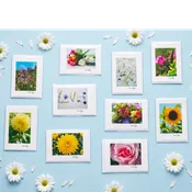 Carol Ross Greeting Card - $3.99 — Village Green Flowers & Gifts