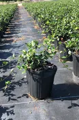 Asian jasmine (Trachelospermum asiaticum)