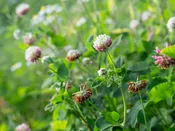 Alsike Clover
