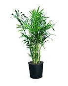Cat Palm